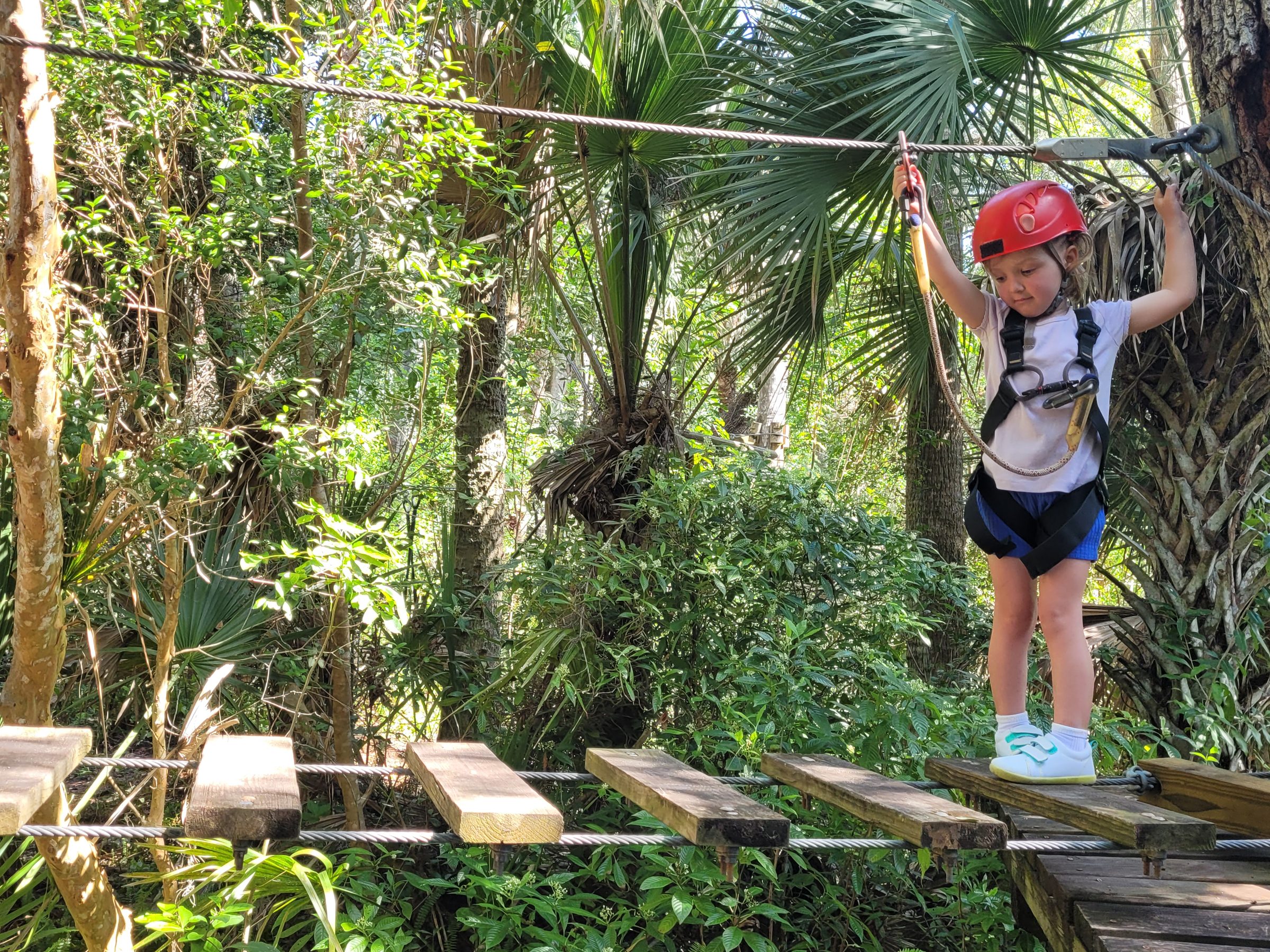 Rabbit on the treetop balance bridge at Brevard Zoo